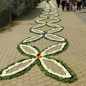 Na chodniku ułożony dywan z żywych kwiatów .Każdy duży kwiat ma cztery płatki, w kolorach biały i zielony.